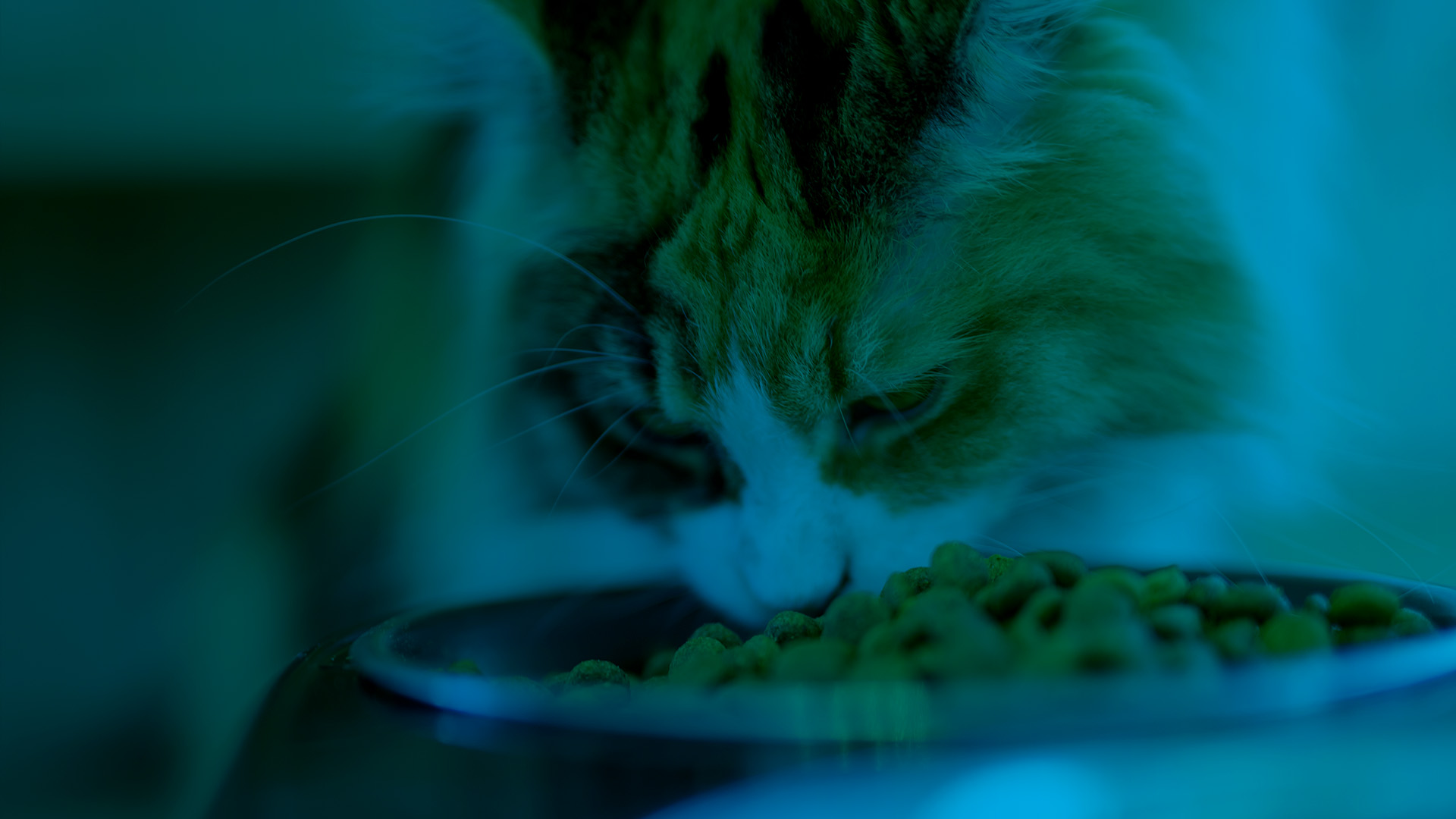 Pet Food banner